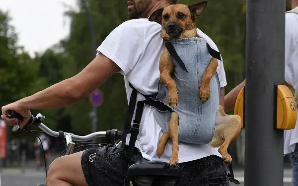 uma mochila para transporte de um cão numa bicicleta