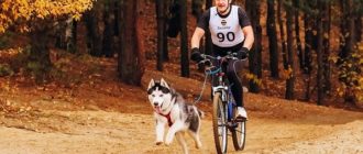 Como transportar um cão numa bicicleta: as melhores formas