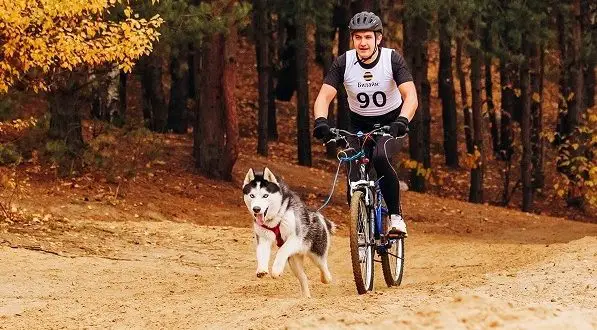 Como transportar um cão numa bicicleta: as melhores formas